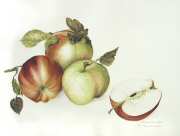 Malus pumilus