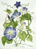 Ipomoea purpura