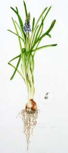 Muscari