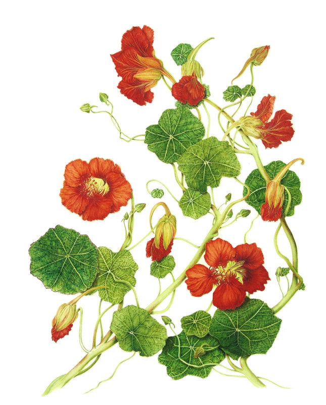 Tropaeolum majus