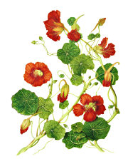 Tropaeolum majus Tropaeolum majus