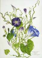 Ipomoea purpura and Convolvulus sepium