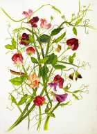 Lathyrus odoratus