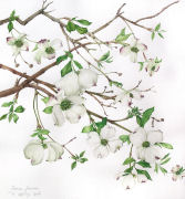 Cornus florida