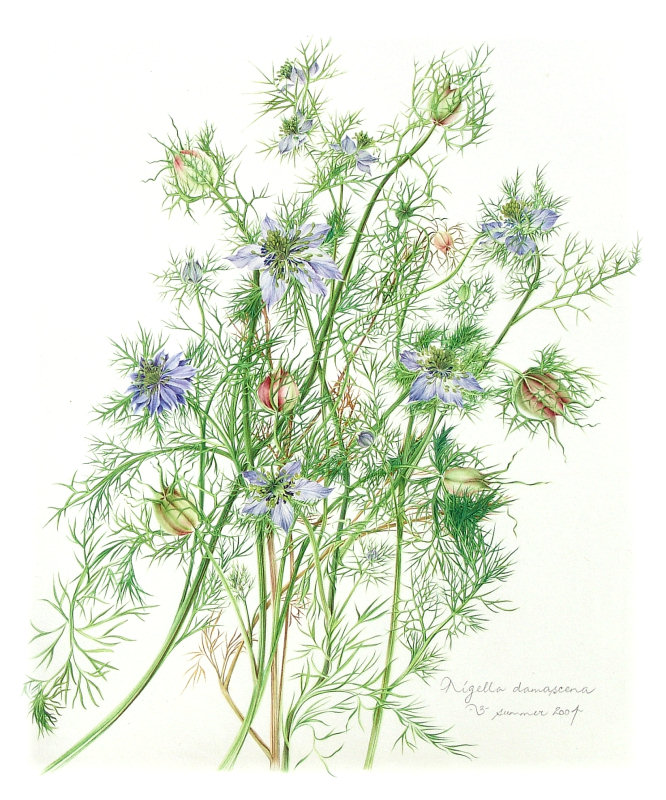 Nigella damascena