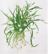 Galanthus nivalis