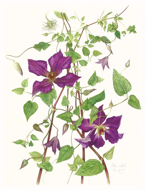 Clematis 