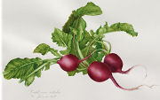 Raphanus sativus