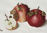 Malus pumilus