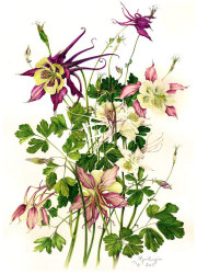 Aquilegia