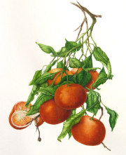Tangerines