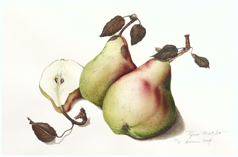 Pears