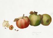 Malus pumilus