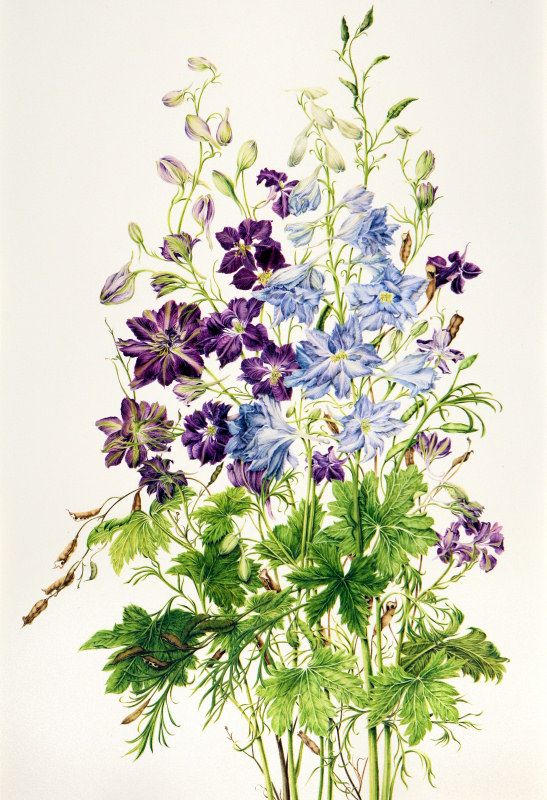 Delphinium hybridium