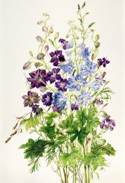 Delphinium