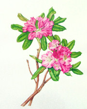 Rhododendron