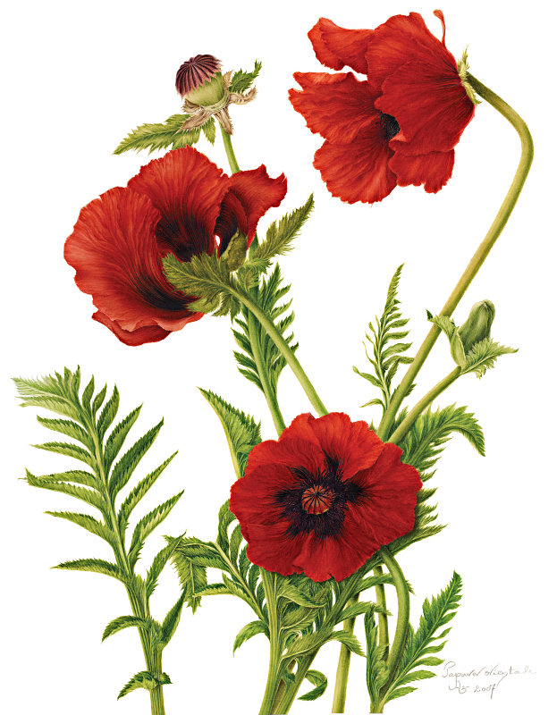 Botanical Illustration Poppy