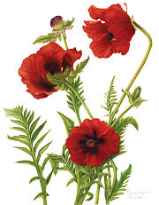 Poppy