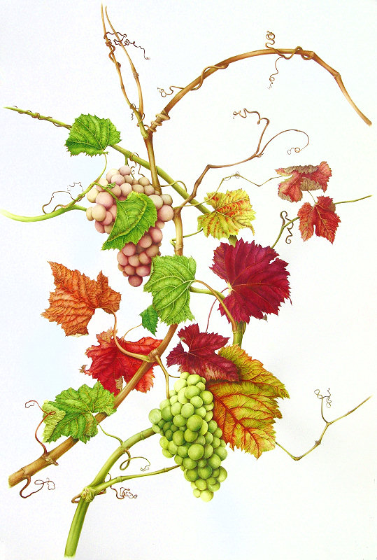 Vitis vinifera