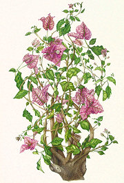 Bougainvilla glabra