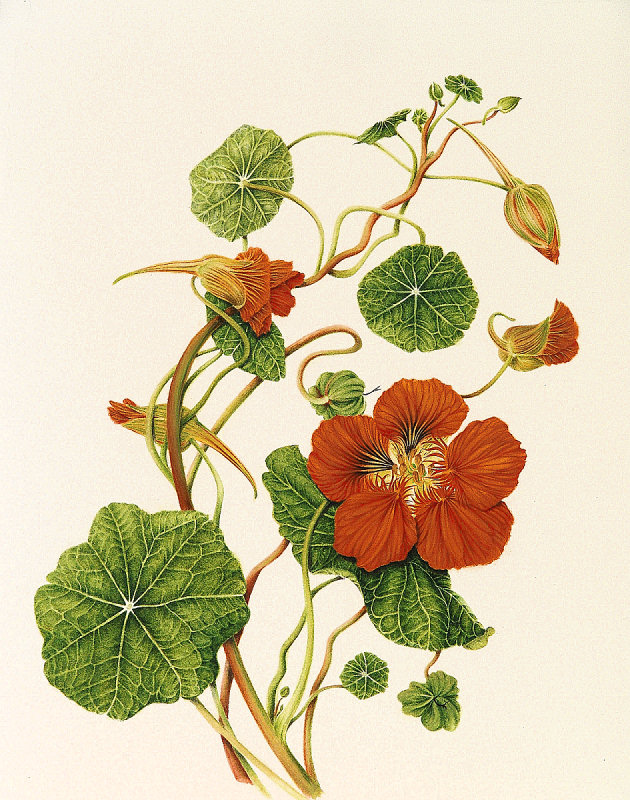 Tropaeolum majus