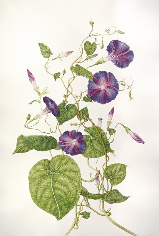 Ipomoea