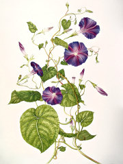 Ipomoea