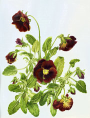 Viola tricolor
