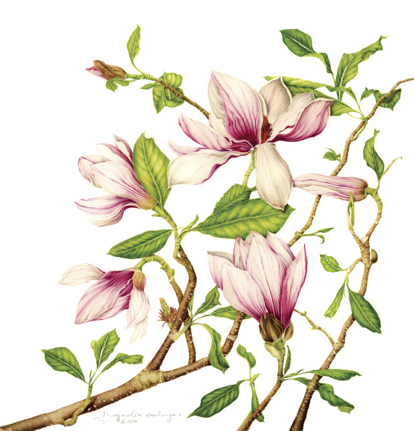 Magnolia