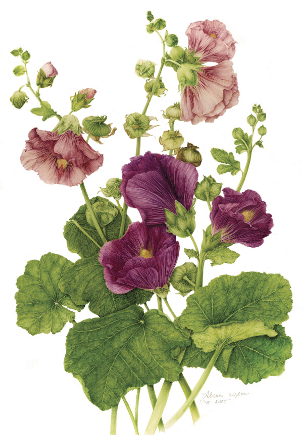 Hollyhock