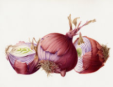 Red onion