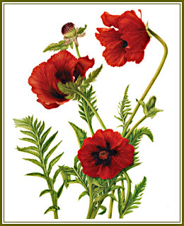 Red Poppy