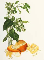 42citrusx