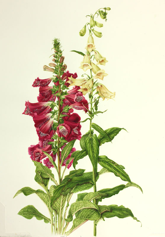 44digitalis