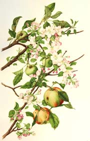 45malus2009x