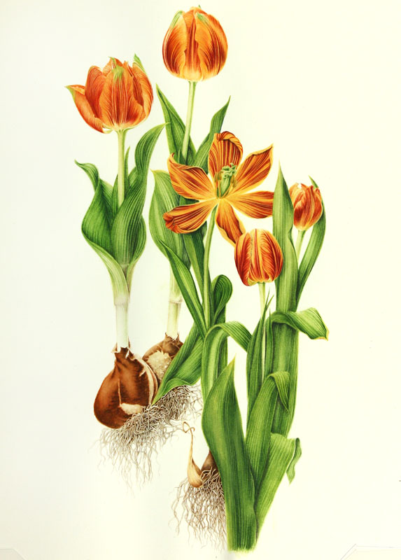 46tulipa