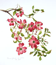Cornus florida var. rubra
