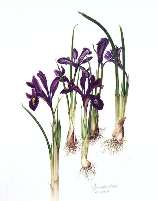 Iris reticulata