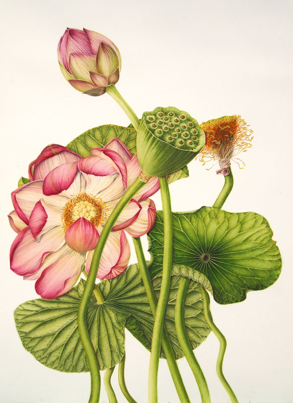 nelumbo nucifera drawing