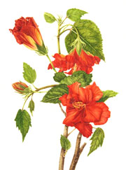 Hibiscus, 2010