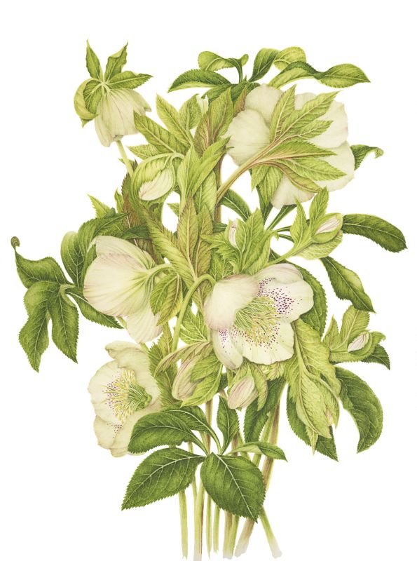 Helleborus-large