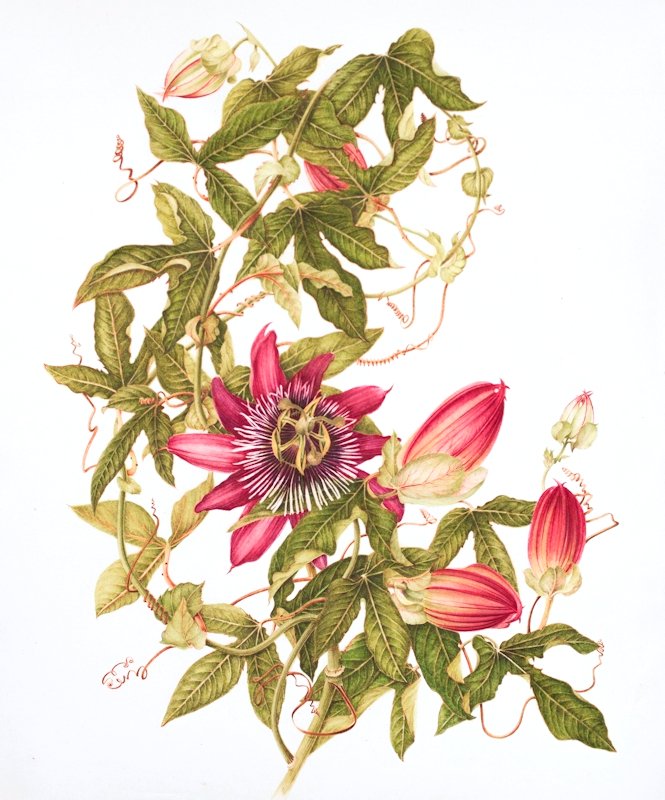 Passiflora2014