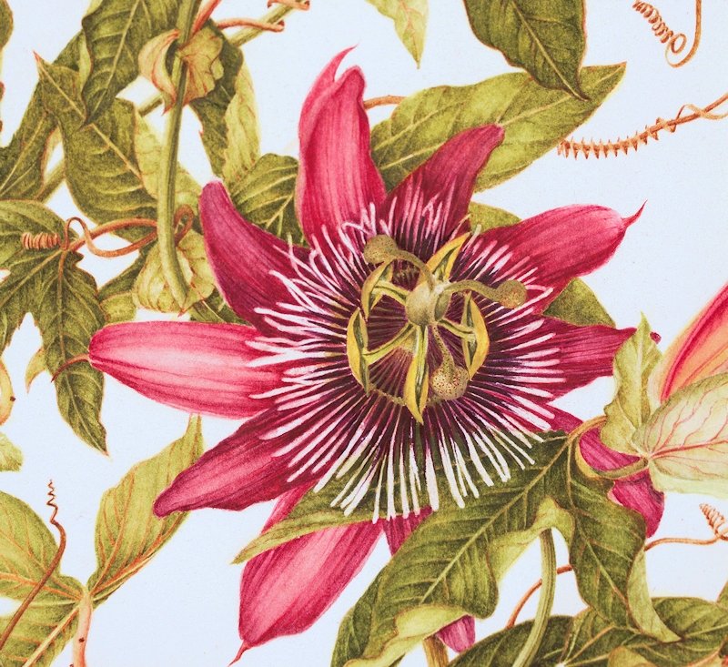 Passiflora2014detail