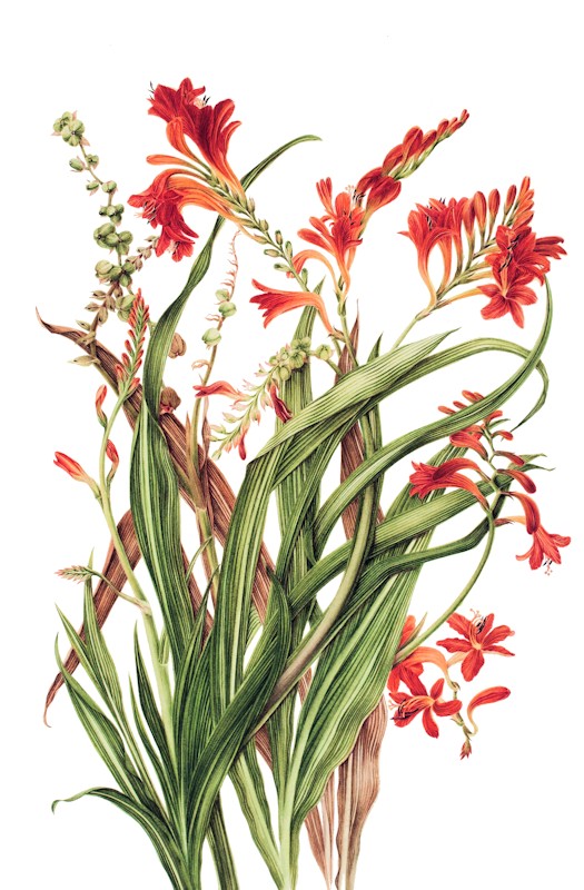 Crocosmia