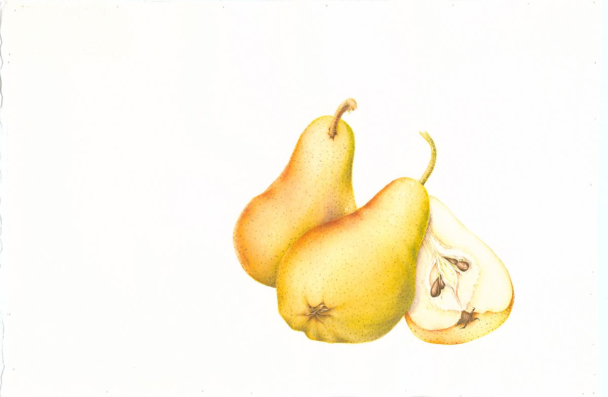 Pyrus communis (pears)