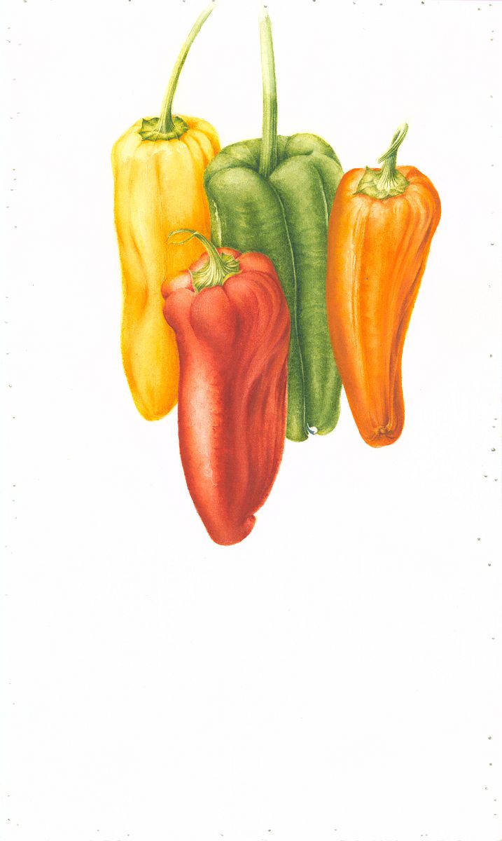Capsicum annuum (peppers)