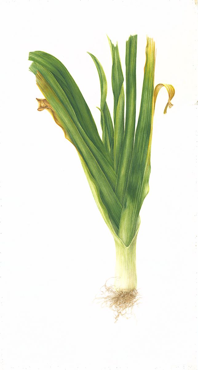 Allium porrum (leek)