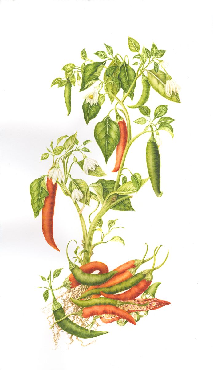 Capsicum annuum botanix