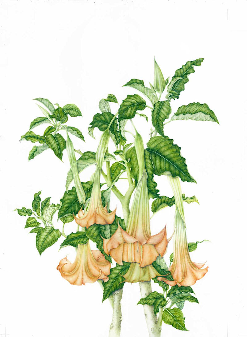 Brugmansia suaveolens botanix