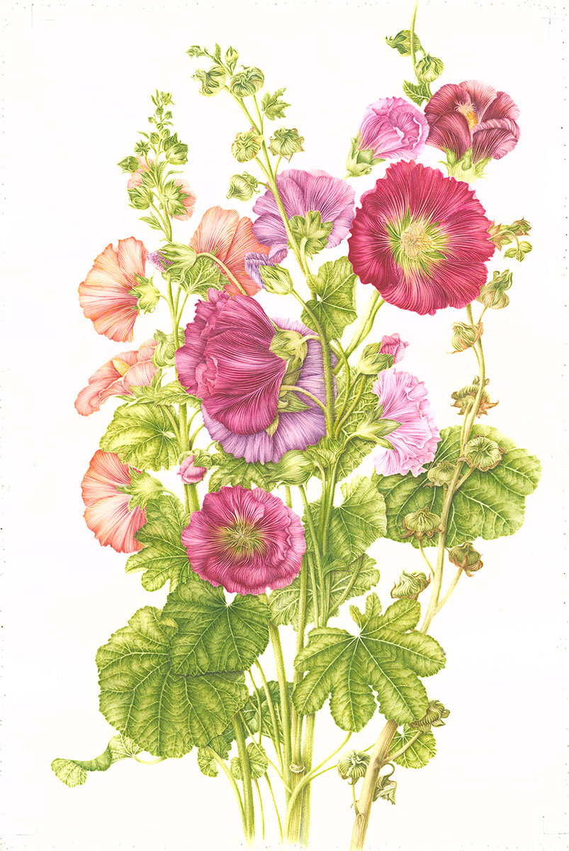 Alcea rosea | botanix